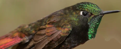 佩里辉尾蜂鸟（Metallura iracunda）