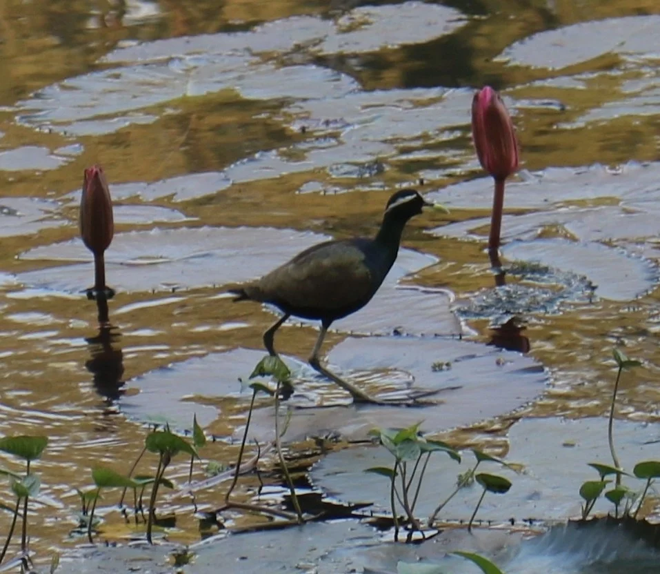 铜翅水雉(Metopidius indicus)