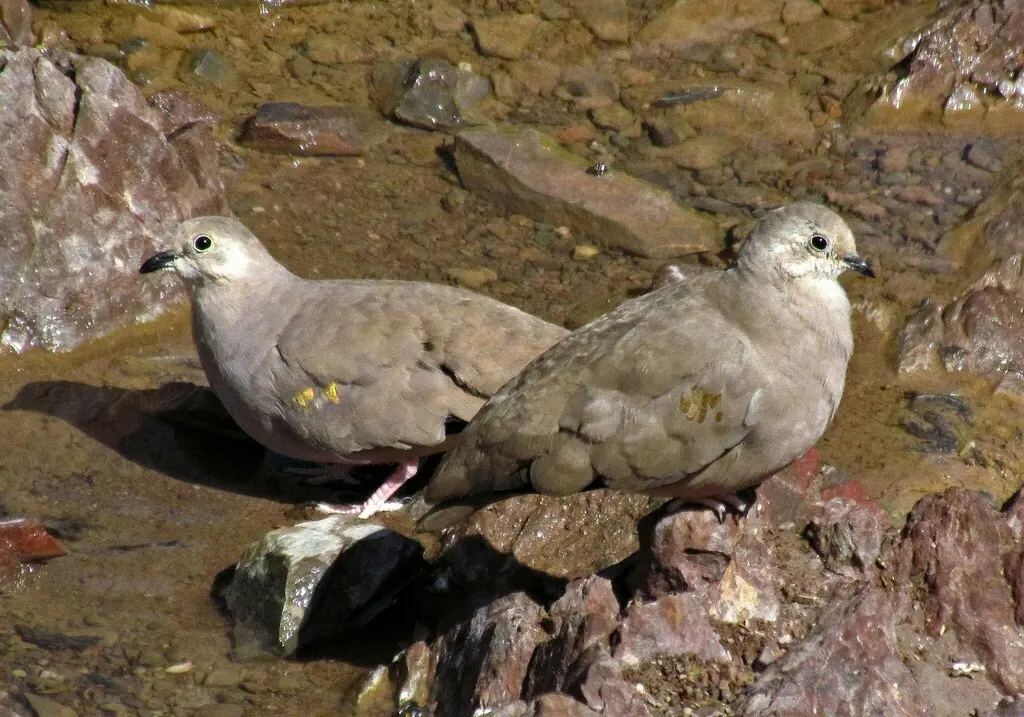 斑翅地鸠(Metriopelia aymara)