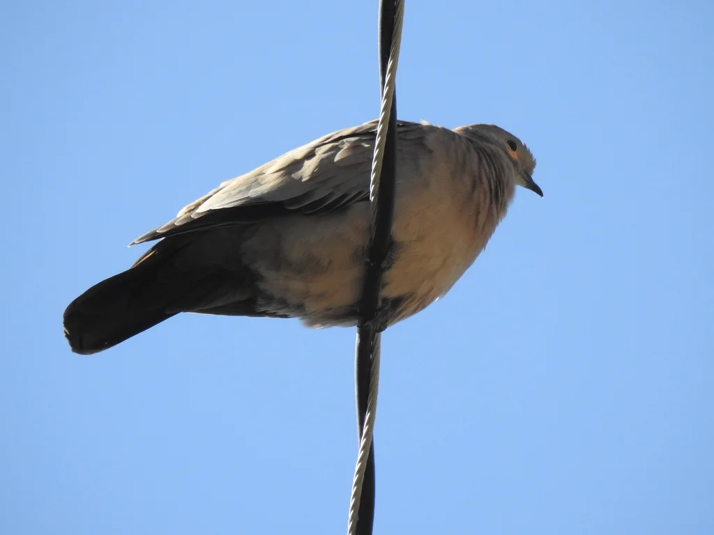 黑翅地鸠(Metriopelia melanoptera)