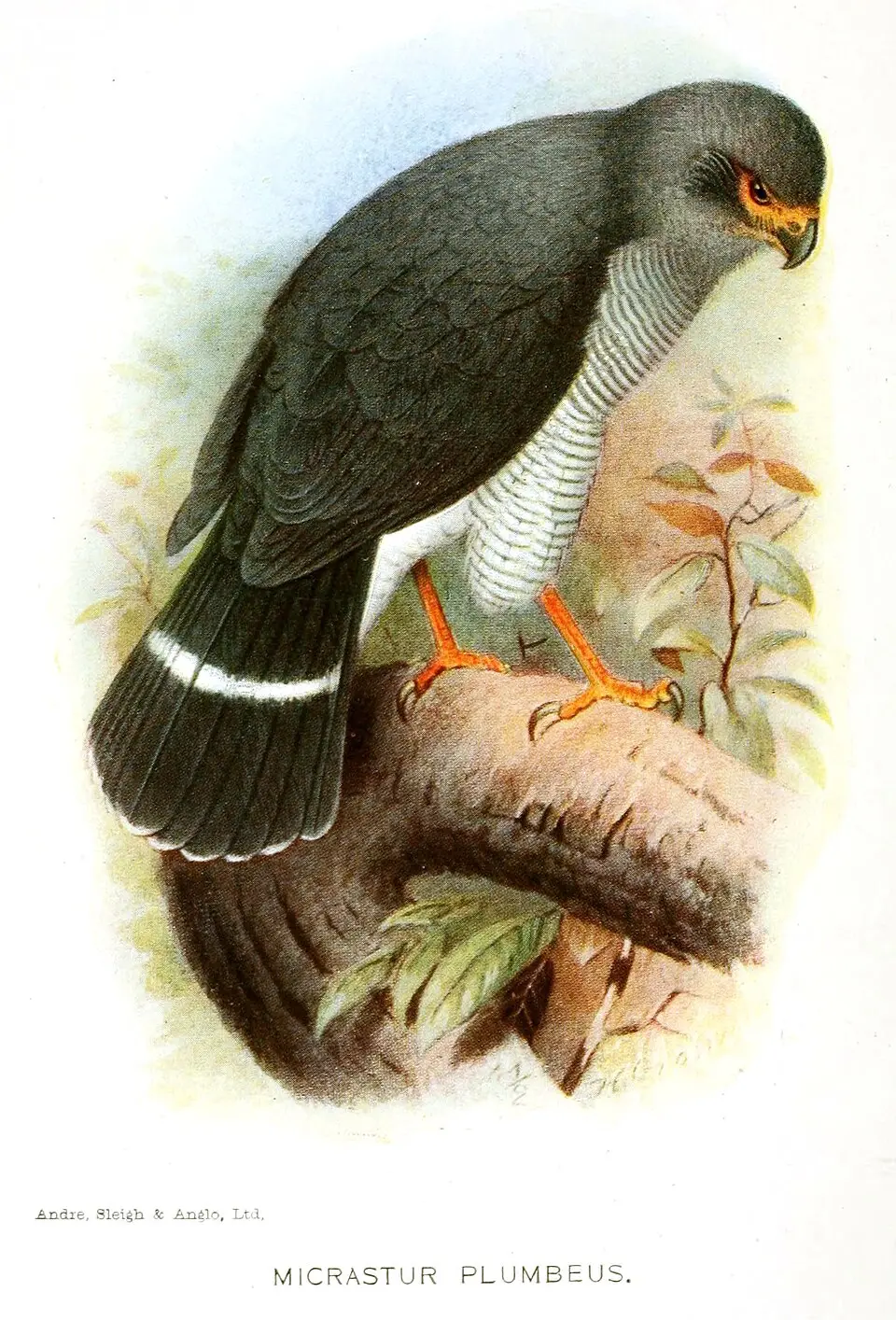 铅色林隼(Micrastur plumbeus)