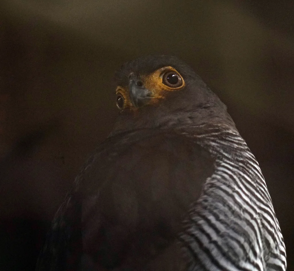 斑林隼(Micrastur ruficollis)