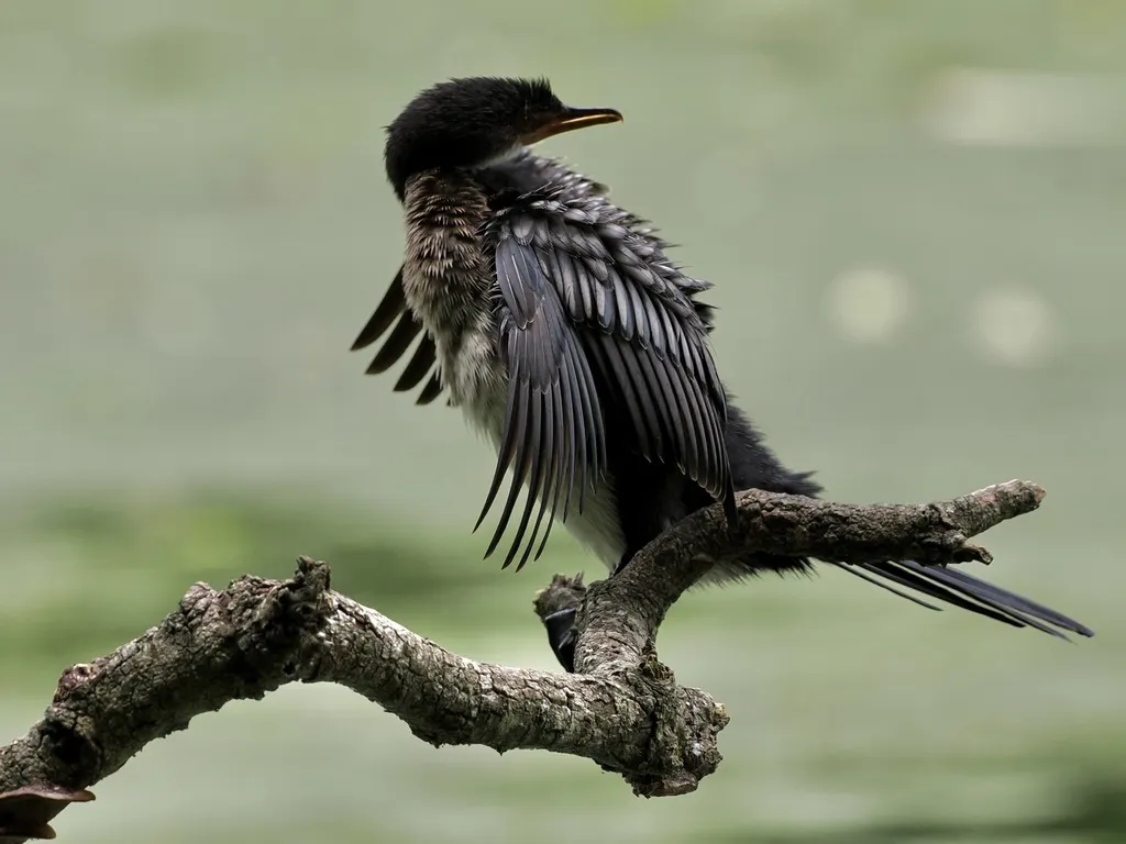 长尾鸬鹚(Microcarbo africanus)