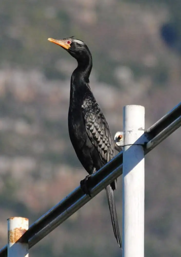 长尾鸬鹚(Microcarbo africanus)