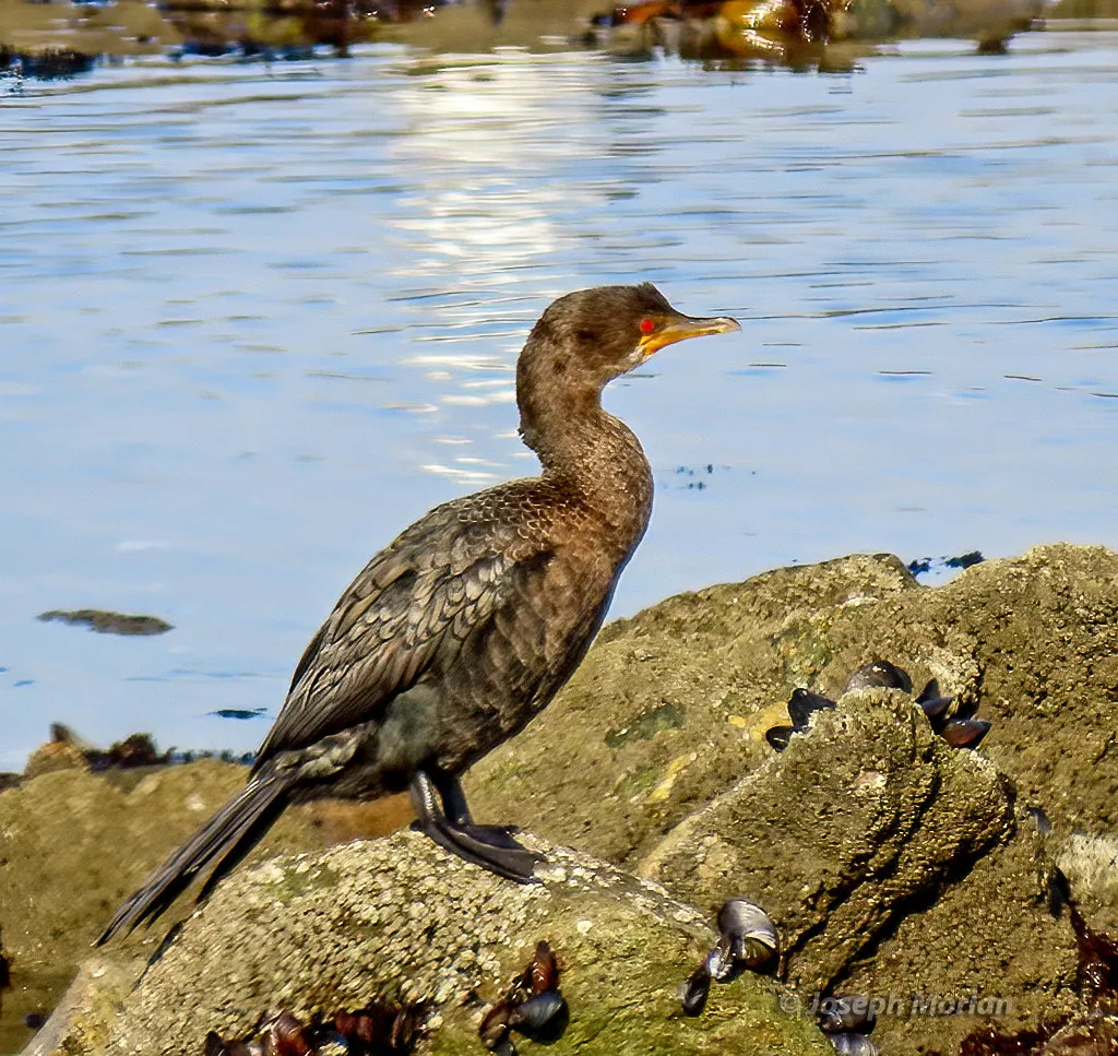冠鸬鹚(Microcarbo coronatus)