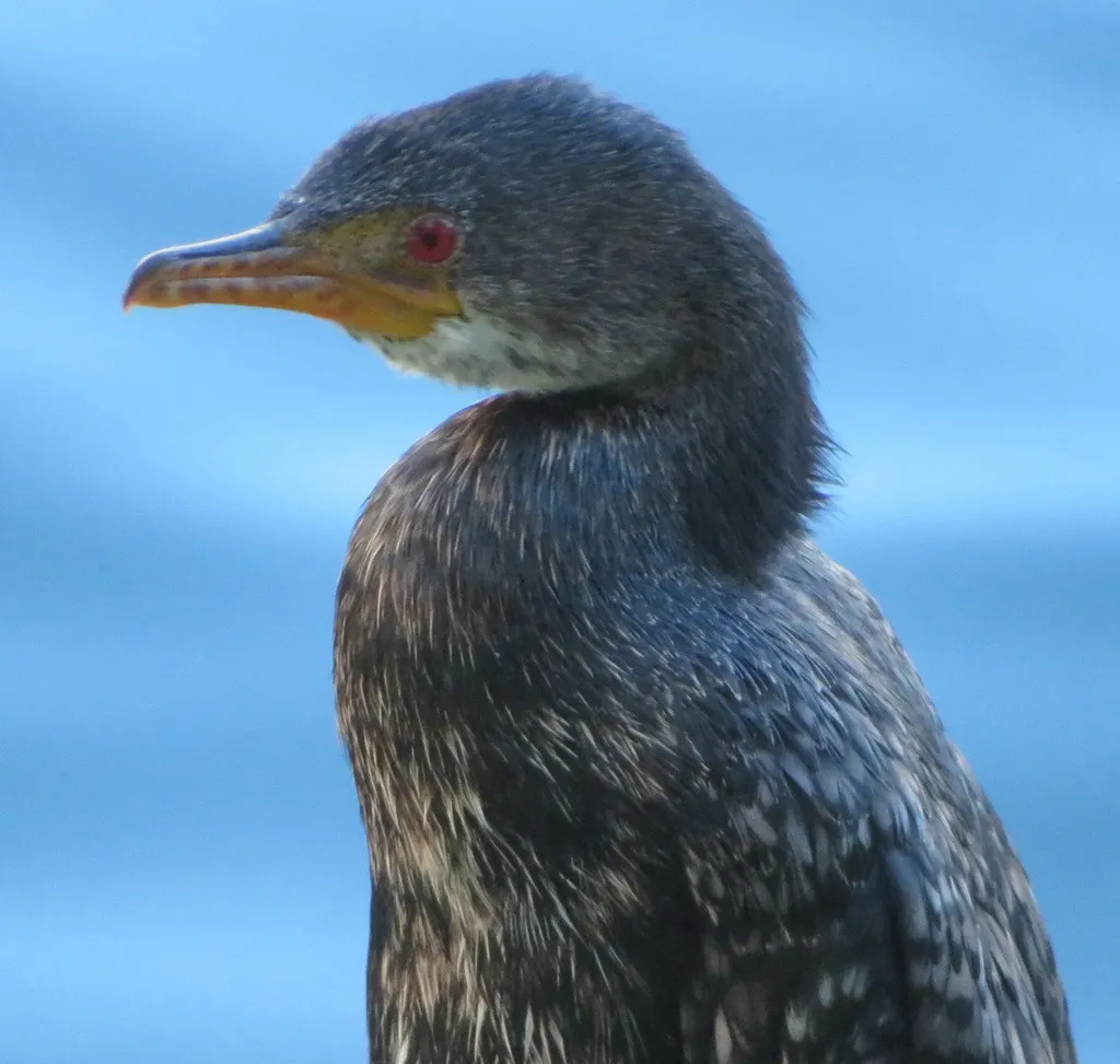 冠鸬鹚(Microcarbo coronatus)