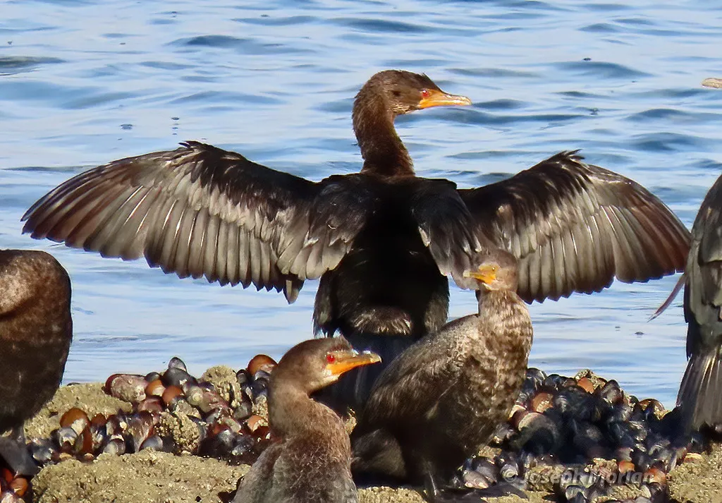冠鸬鹚(Microcarbo coronatus)