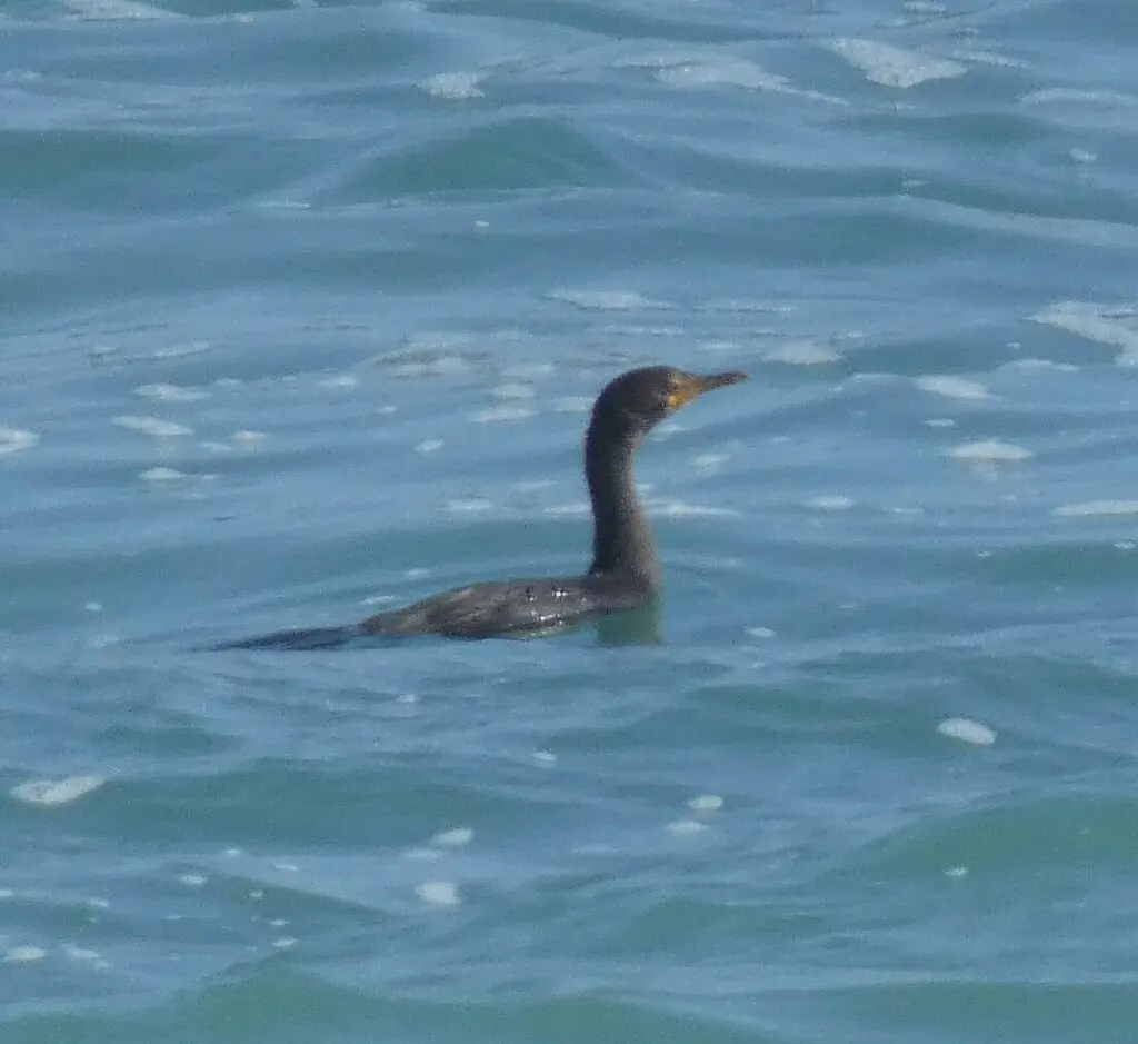 冠鸬鹚(Microcarbo coronatus)