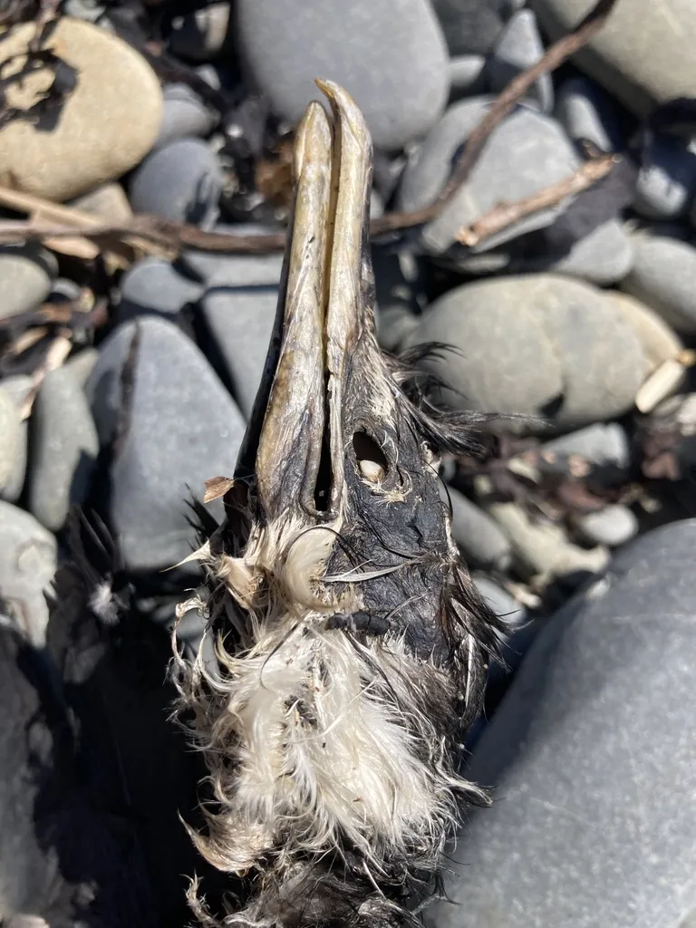小斑鸬鹚(Microcarbo melanoleucos)