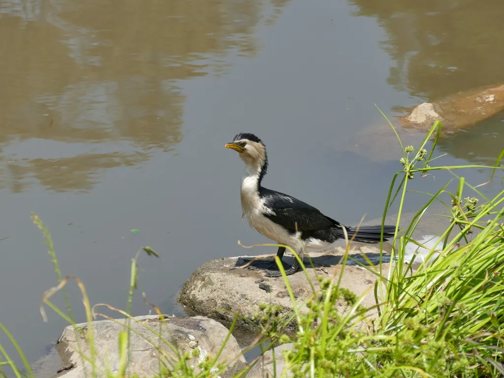 小斑鸬鹚(Microcarbo melanoleucos)