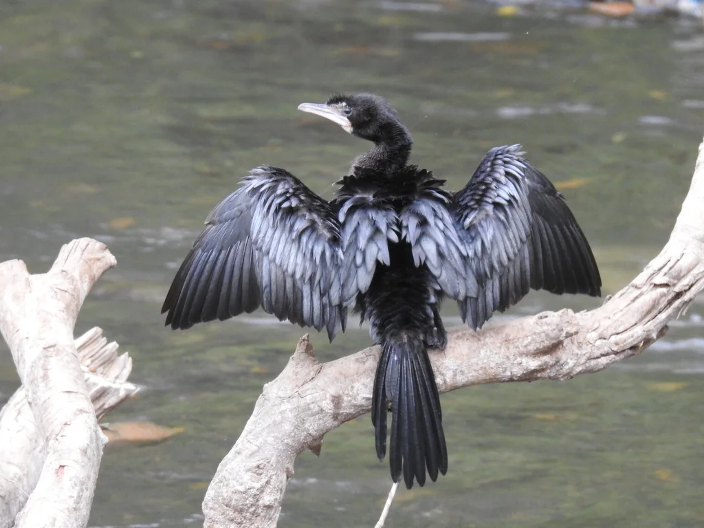 黑颈鸬鹚(Microcarbo niger)