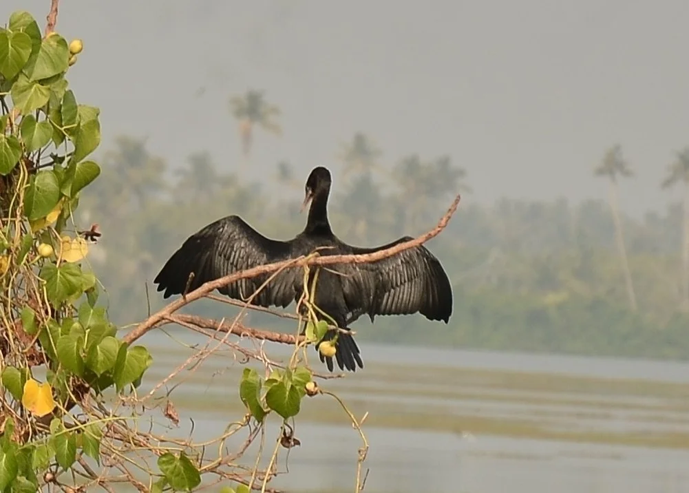 黑颈鸬鹚(Microcarbo niger)