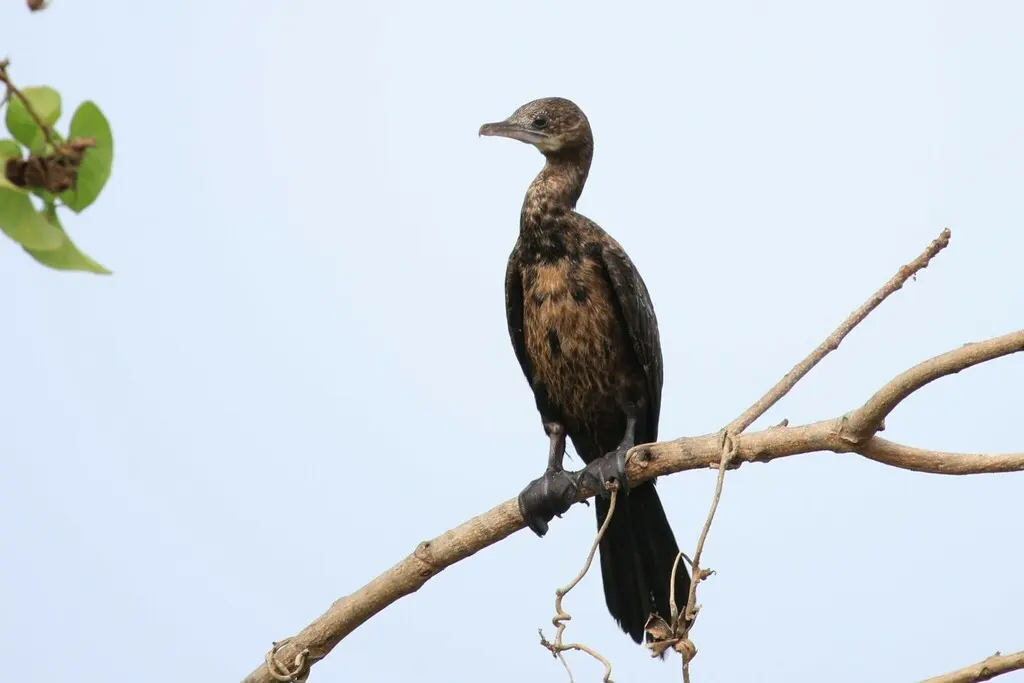 黑颈鸬鹚(Microcarbo niger)
