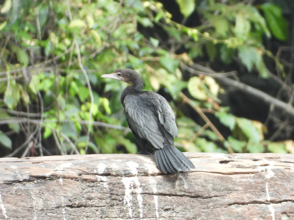 黑颈鸬鹚(Microcarbo niger)