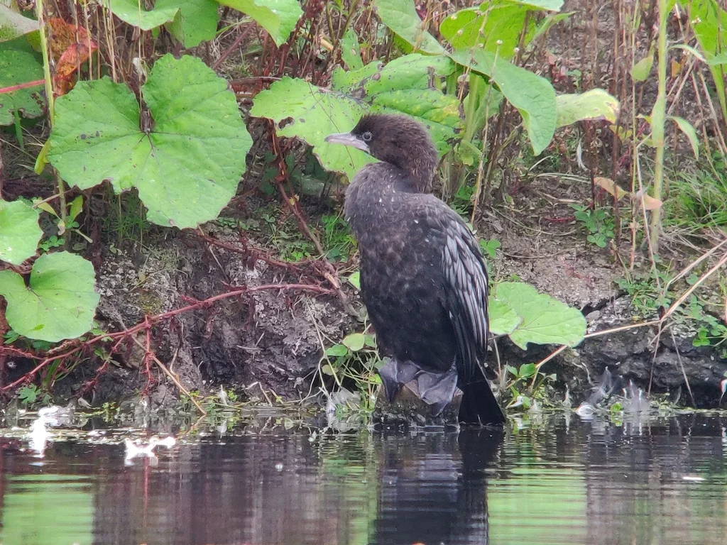 侏鸬鹚(Microcarbo pygmaeus)