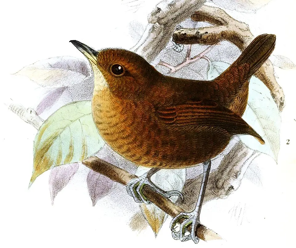 笛声鹪鹩(Microcerculus ustulatus)