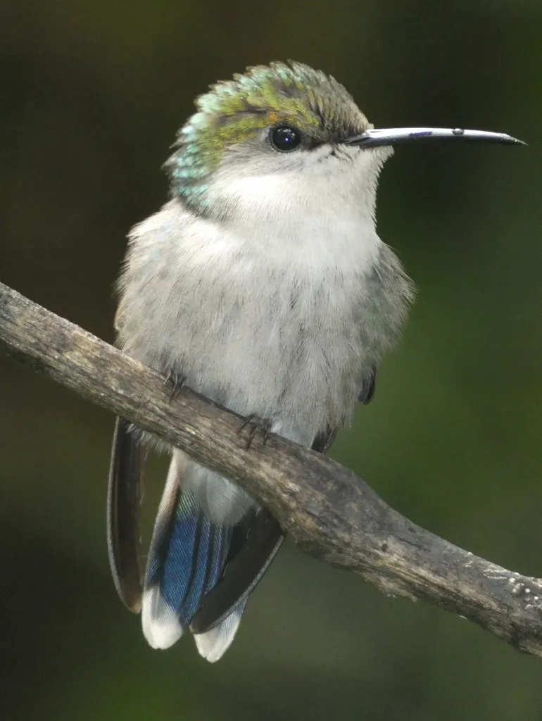 白顶蜂鸟(Microchera albocoronata)