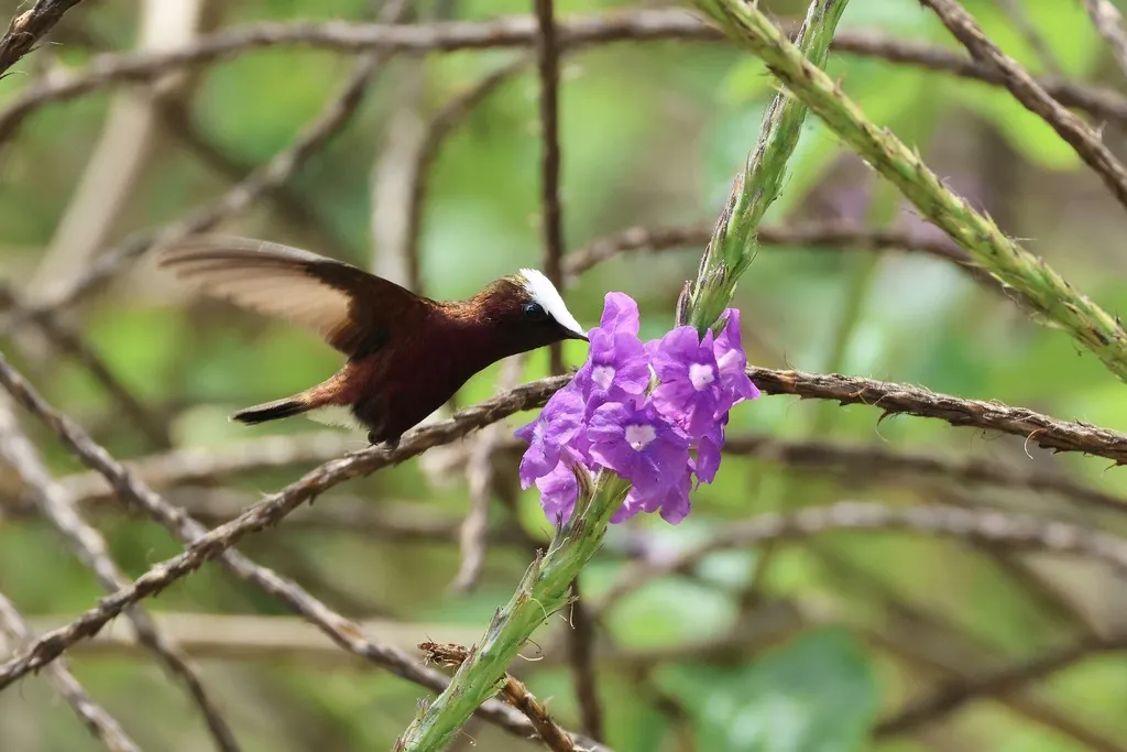 白顶蜂鸟(Microchera albocoronata)