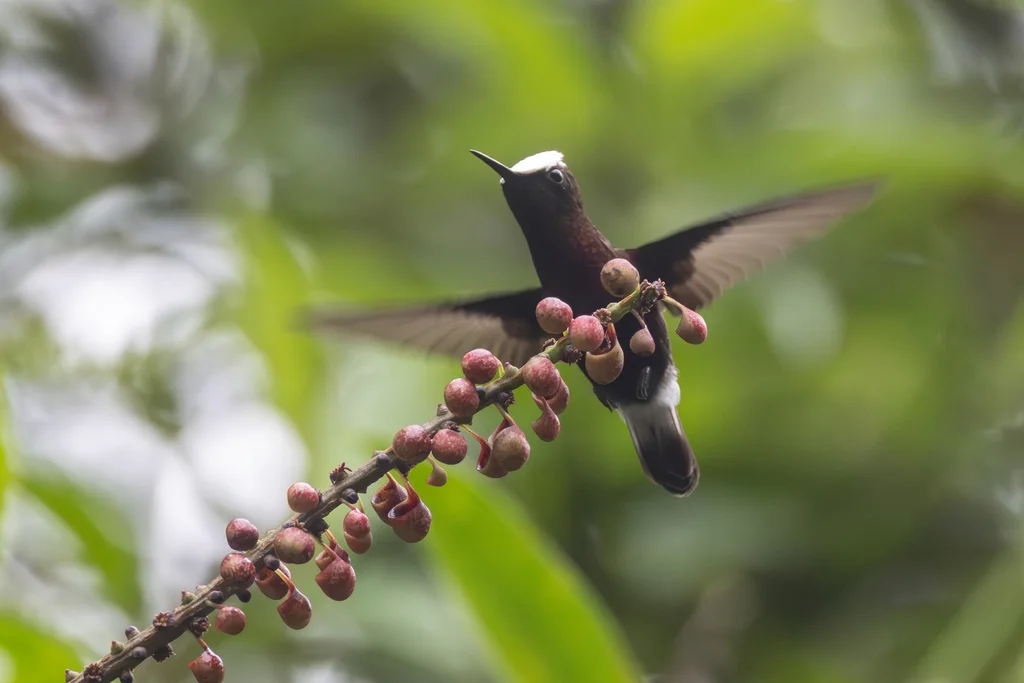 白顶蜂鸟(Microchera albocoronata)
