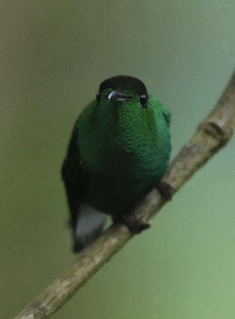 铜头丽蜂鸟(Microchera cupreiceps)