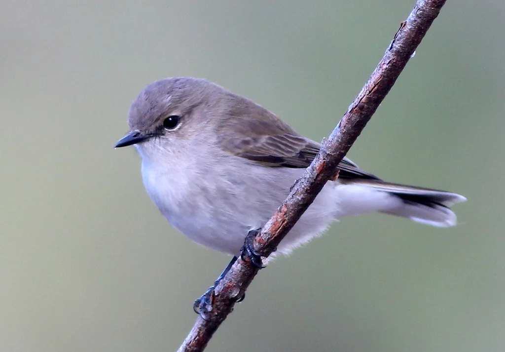 褐背小鹟(Microeca fascinans)