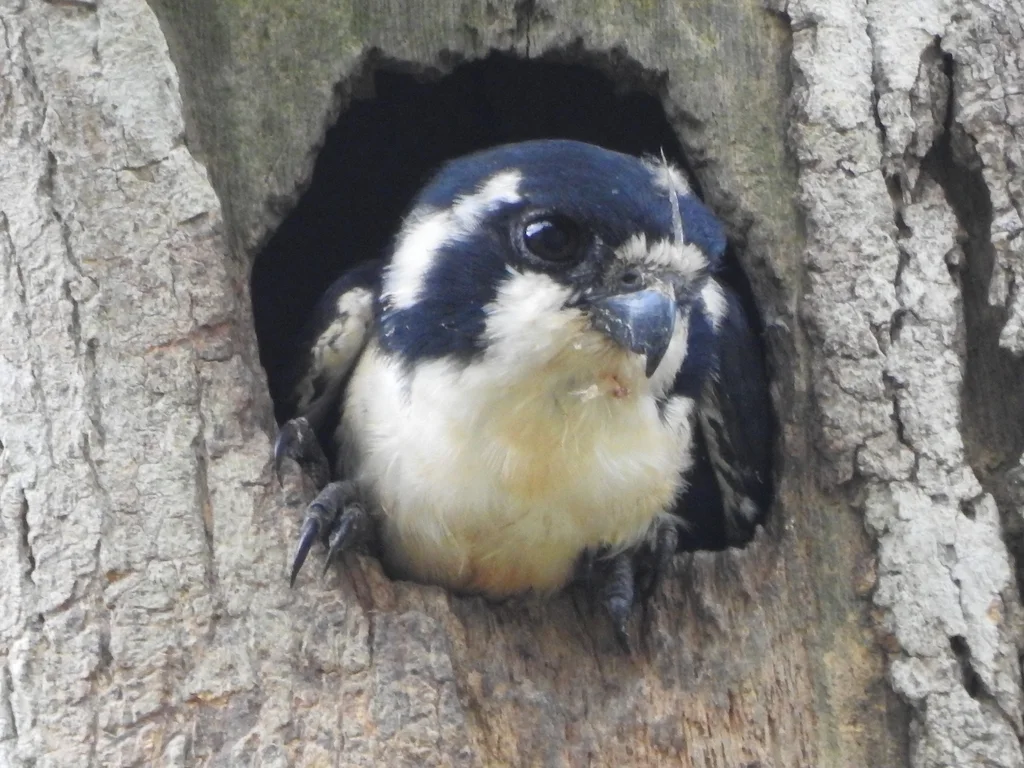 黑腿小隼(Microhierax fringillarius)