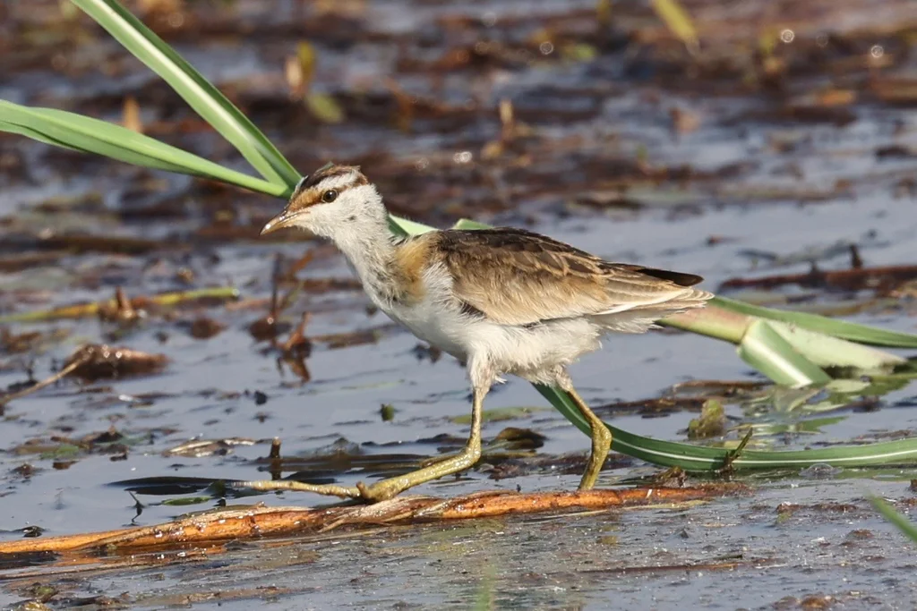 小雉鸻(Microparra capensis)