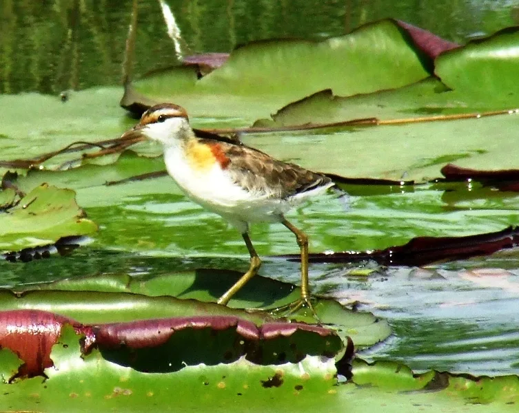小雉鸻(Microparra capensis)