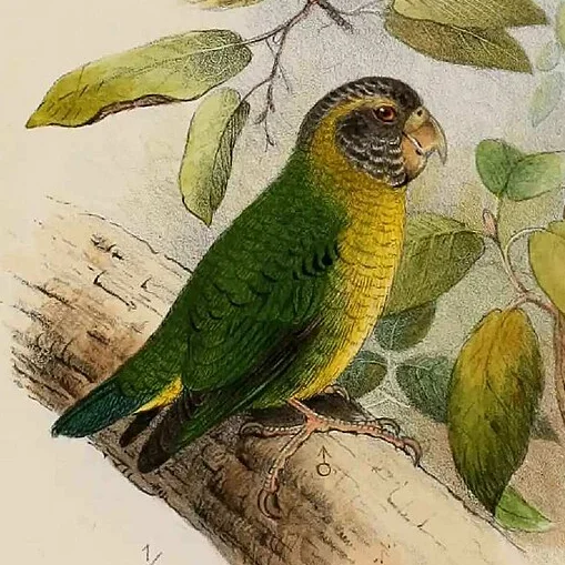 米氏侏鹦鹉(Micropsitta meeki)