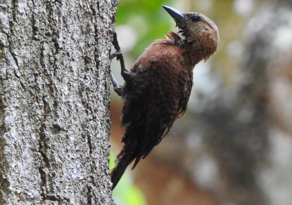 栗啄木鸟(Micropternus brachyurus)