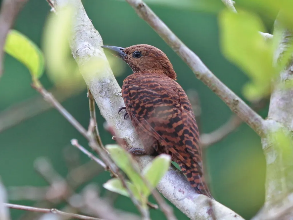 栗啄木鸟(Micropternus brachyurus)