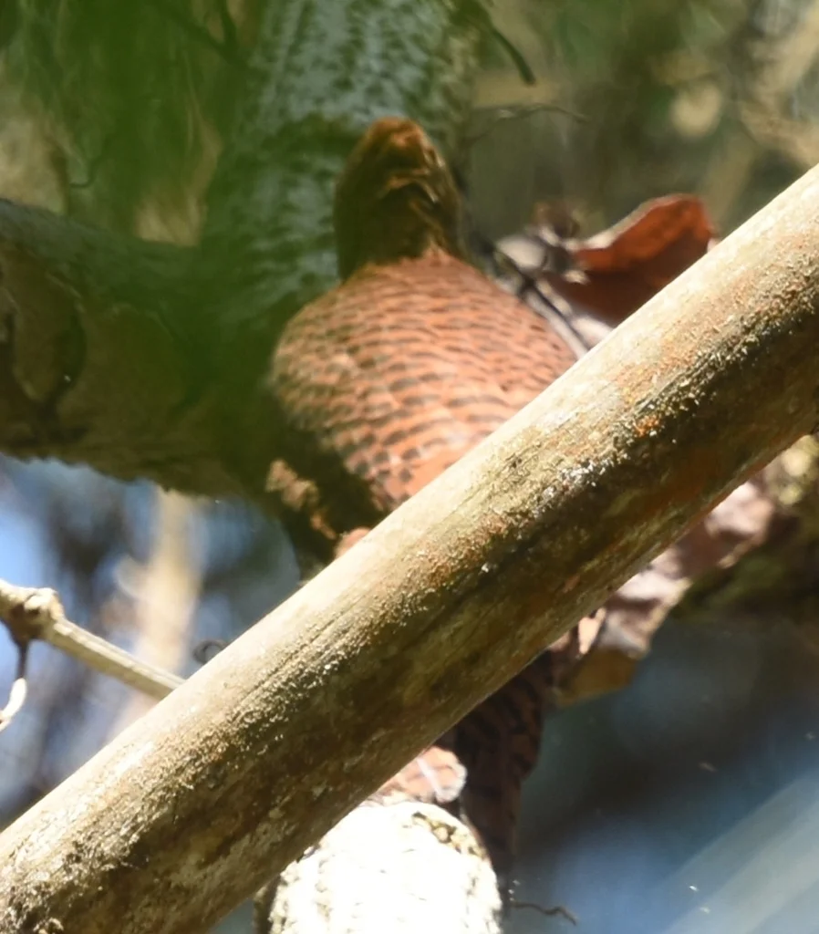 栗啄木鸟(Micropternus brachyurus)