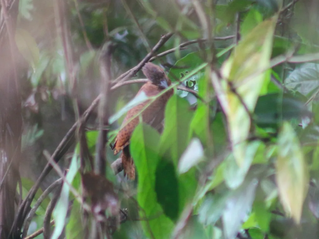 栗啄木鸟(Micropternus brachyurus)