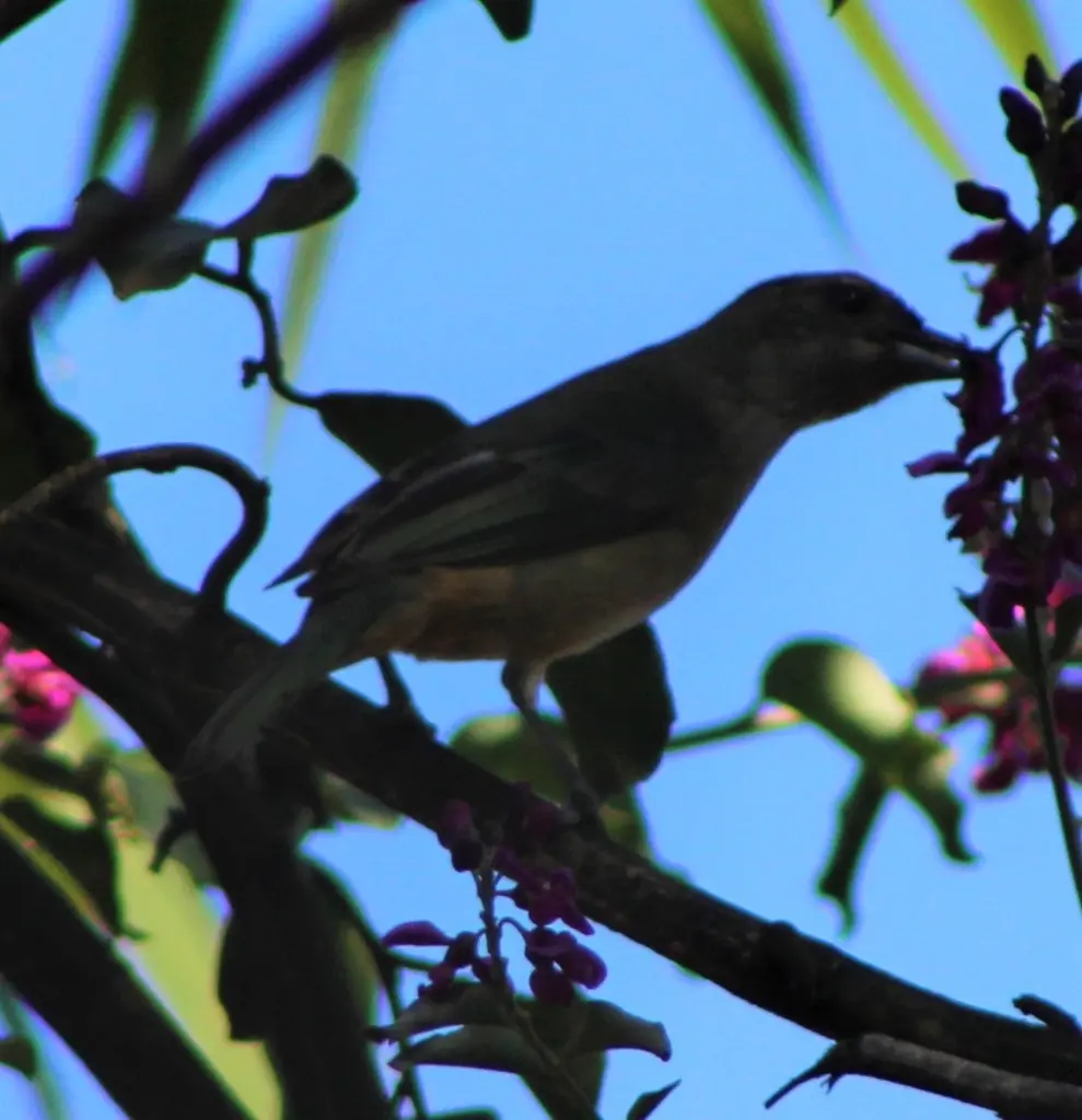 灰白歌鹀(Microspingus cinereus)