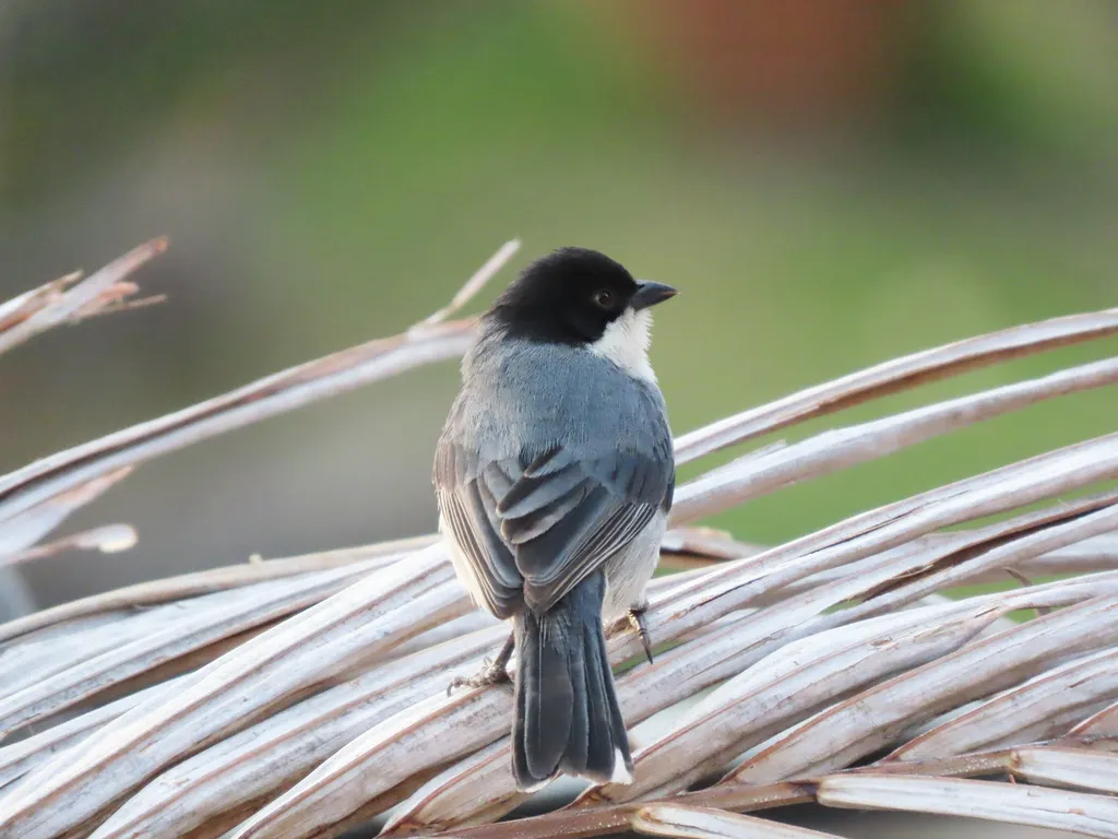 黑顶歌鹀(Microspingus melanoleucus)