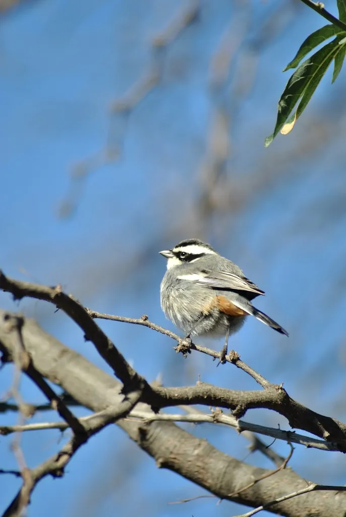 黑领歌鹀(Microspingus torquatus)
