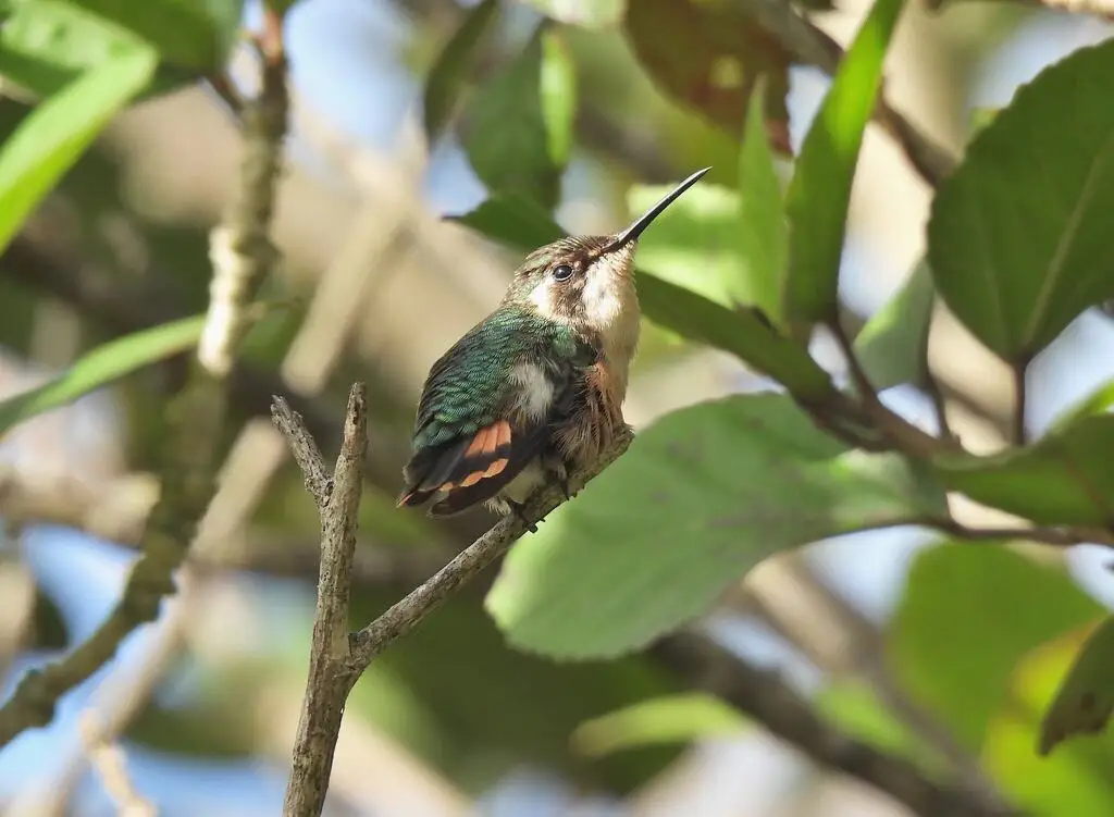 细尾林星蜂鸟(Microstilbon burmeisteri)