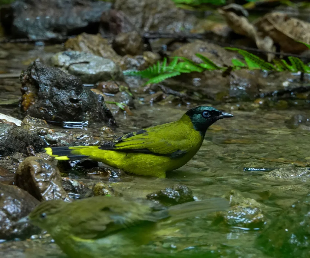 黑头鹎(Microtarsus melanocephalos)