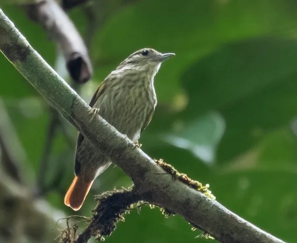 棕尾翘嘴雀(Microxenops milleri)
