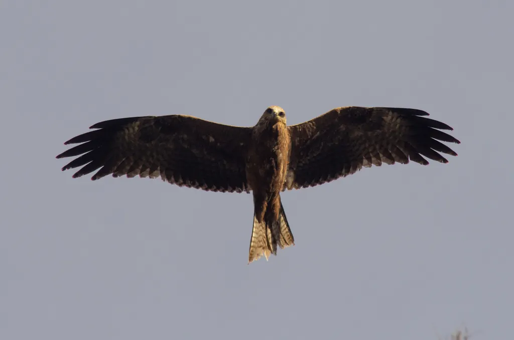 黑鸢(Milvus migrans)