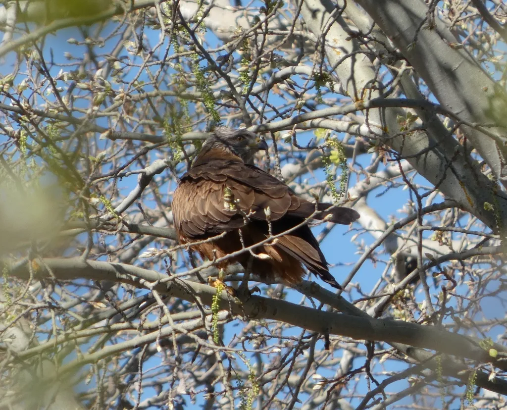 黑鸢(Milvus migrans)