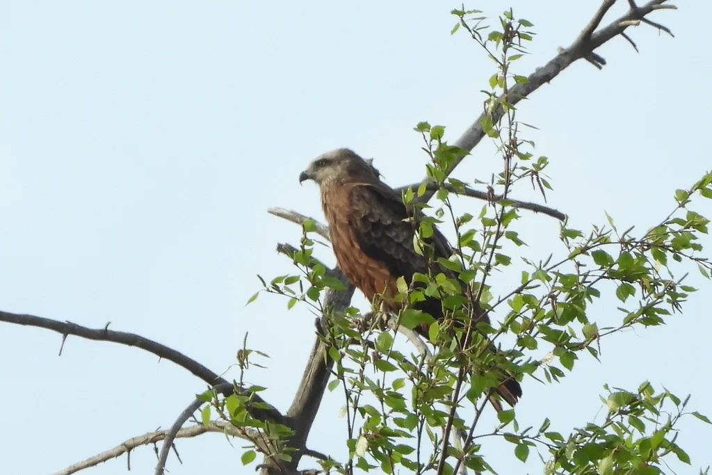 黑鸢(Milvus migrans)