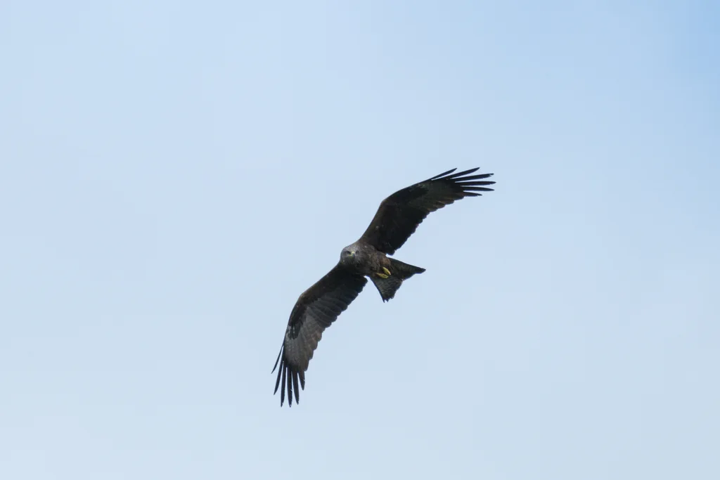 黑鸢(Milvus migrans)