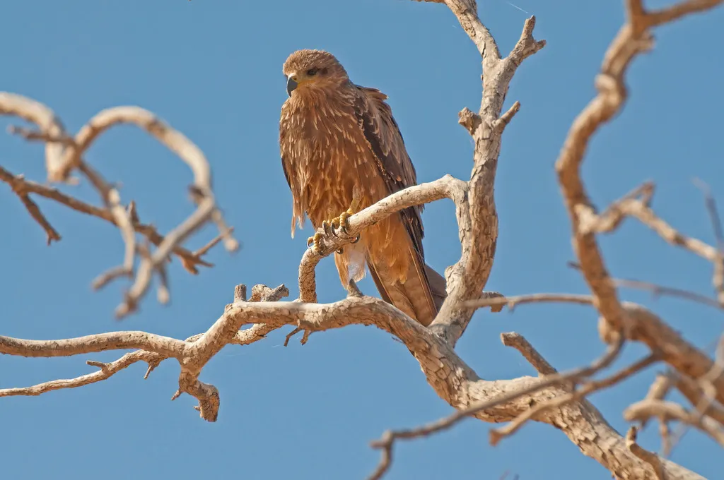 黑鸢(Milvus migrans)