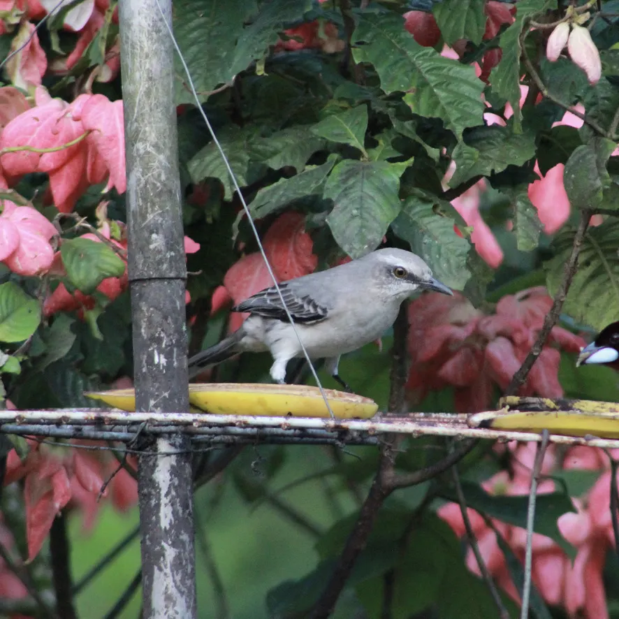 热带小嘲鸫(Mimus gilvus)