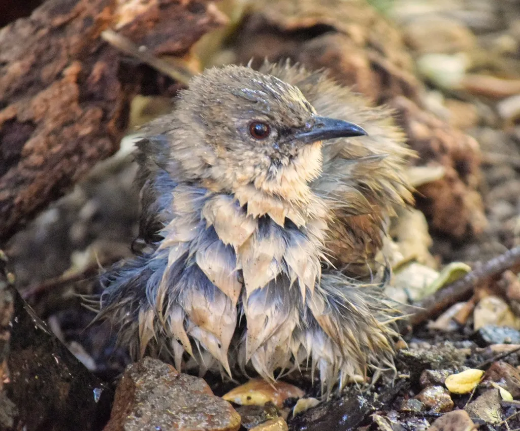 索科罗嘲鸫(Mimus graysoni)