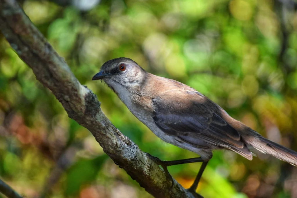 索科罗嘲鸫(Mimus graysoni)