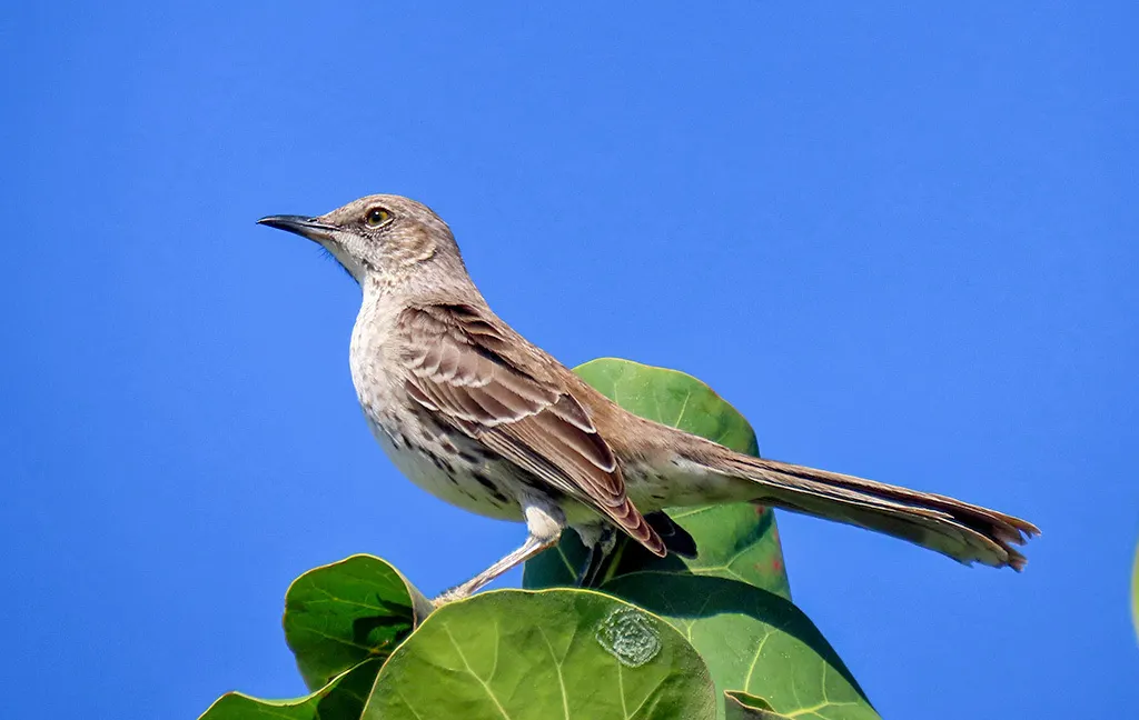 巴哈马小嘲鸫(Mimus gundlachii)