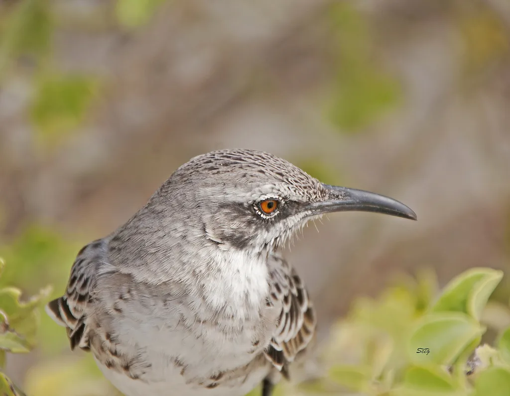 冠嘲鸫(Mimus macdonaldi)