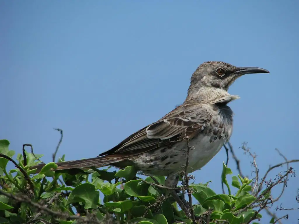 冠嘲鸫(Mimus macdonaldi)